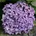 Гортензия АИША крупнолистная  в Полоцке