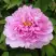 Пион ПРОЗРАЧНАЯ РОСА древовидный в Полоцке