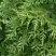 Туя СМАРАГД ВАРИЕГАТА западная в Полоцке