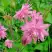 Аквилегия БАРЛОУ ПИНК гибрид МакКаны в Полоцке