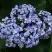 Гортензия АИША крупнолистная  в Полоцке