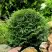Туя ДАНИКА западная в Полоцке