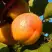 Абрикос СПАДЧЫНА в Полоцке
