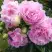 Пион ДИННЕР ПЛЕЙТ травянистый в Полоцке