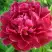 Пион КИТАЙСКИЙ ШЕЛК травянистый в Полоцке