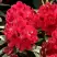 Рододендрон МАТАДОР в Полоцке