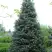Пихта белая в Полоцке