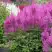 Астильба АМЕТИСТ Арендса в Полоцке