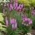 Лиатрис РОЗЕА колосковая в Полоцке