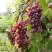 Виноград КИШМИШ ЗАПОРОЖСКИЙ в Полоцке