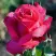 Роза ВИЕН РОУЗ чайно-гибридная в Полоцке