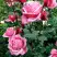 Роза ЭЙФЕЛЕВА БАШНЯ чайно-гибридная в Полоцке