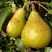 Груша ГЕНЕРАЛ ЛЕКЛЕРК в Полоцке
