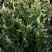 Туя ГОЛД ПЕРЛ западная в Полоцке