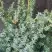 Можжевельник БЛЮ АЛЬПС китайский  в Полоцке