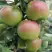 Яблоня МОСКОВСКОЕ ЗИМНЕЕ в Полоцке