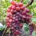 Виноград КРАСОТКА в Полоцке
