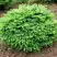 Ель НИДИФОРМИС обыкновенная в Полоцке