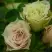 Роза ГРИН ДАЙМОНД миниатюрная в Полоцке