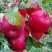Яблоня АЙДАРЕД в Полоцке