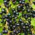 Смородина чёрная ИЗЮМНАЯ в Полоцке