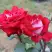 Роза АЛЬЯНС чайно-гибридная в Полоцке