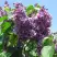 Сирень ВИОЛЕТТА в Полоцке