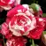Роза ФАЙЕР ВОРКС миниатюрная в Полоцке