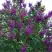 Сирень СУМЕРКИ в Полоцке
