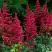 Астильба БУРГУНДИ РЕД Арендса в Полоцке