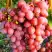 Виноград КИШМИШ КРАСНЫЙ в Полоцке