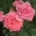 Роза ПЬЕР КАРДЕН чайно-гибридная в Полоцке