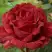 Роза РЕД ИНТУИШН чайно-гибридная в Полоцке