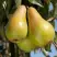 Груша КОНКОРД в Полоцке