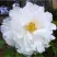 Пион БЕЛЫЙ НЕФРИТ древовидный в Полоцке