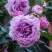 Роза СИЛЬВЕР КВИК плетистая в Полоцке