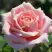 Роза ФРЕДЕРИК МИСТРАЛЬ чайно-гибридная в Полоцке