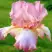 Ирис БЛАШИНГ ПИНК бородатый в Полоцке