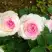 Роза ДОЛЬЧЕ ВИТА чайно-гибридная в Полоцке