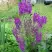 Коровяк ВИОЛЕТТА (вербаскум) в Полоцке