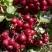 Рябина ГРАНАТНАЯ сладкоплодная в Полоцке