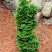Туя СПИРАЛИС МИНИ западная в Полоцке