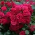 Роза РАДОСТЬ САДОВНИКА (ГАРТЕН ФРОЙДЕ) почвопокровная в Полоцке