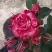 Роза ФАЙЕР ВОРКС миниатюрная в Полоцке