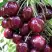 Черешня СИЛЬВИЯ колоновидная в Полоцке