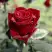 Роза ТАБУ чайно-гибридная в Полоцке