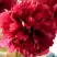 Пион БЕЛГРАВИЯ травянистый в Полоцке