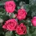 Роза ЛАВ ЛЕТТЕР флорибунда в Полоцке