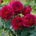 Роза КЕЙТ английская в Полоцке