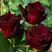 Роза ЧЕРНАЯ МАГИЯ чайно-гибридная в Полоцке